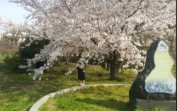 제주시 칼호텔 인근의 전농로는 봄이 되면 만개한 벚꽃이 상춘객들의 발길을 붙잡는다. 삼성혈 인근의 왕벚꽃 나무는 수령이 수십년이 넘었지만 흐드러지게 꽃을 피웠다.(제주= 고윤희 기자)