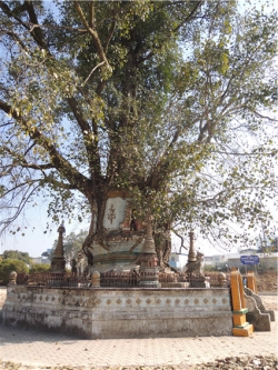 망시 시내 보리街의 보리寺 부근에 있는 한 그루의 보리수가 불탑을 완전히 휘감고 있는 모습이 아주 눈길을 끌었다. 불교에서는 석가모니가 보리수 아래에서 깨달음을 얻었다 하여 이 나무도 상당히 신성시되고 때로는 불타의 상징이 되기도 한다. 불탑 또한 불타의 상징으로 여겨지므로 보리수가 불탑을 휘감고 있는 이 모습은 이중으로 불타의 상징이 될 것이다. 필자는 이처럼 한그루의 나무가 인공구조물을 완전히 감싸는 모습은 이곳 망시에서 생후 처음으로 접했다.