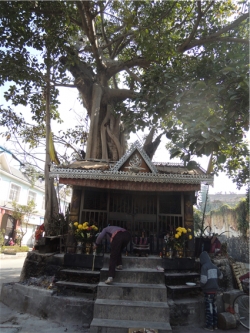 보리寺 부근의 거대한 보리수 앞에 마련된 제단에 한 참배객이 공물을 올리고 있다. 보리수는 불교에서 聖樹로 여겨지고 경우에 따라서는 불타를 상징하기도 한다. 바로 이 성수 앞에 제단이 마련된 것은 아주 자연스러운 모습으로 여겨진다.