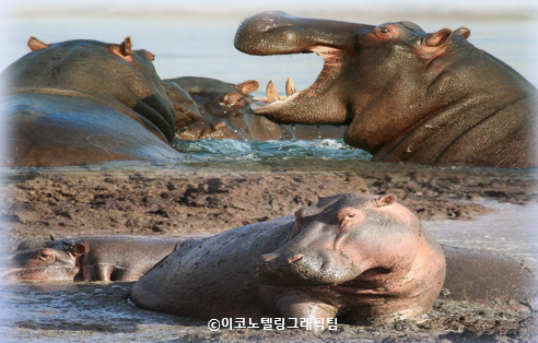 비가 많이 와서 강의 수심이 깊고, 범람한 물이 비옥한 토지를 만들면 하마들이 생활하기에 최적의 조건이 된다/이코노텔링그래픽팀.