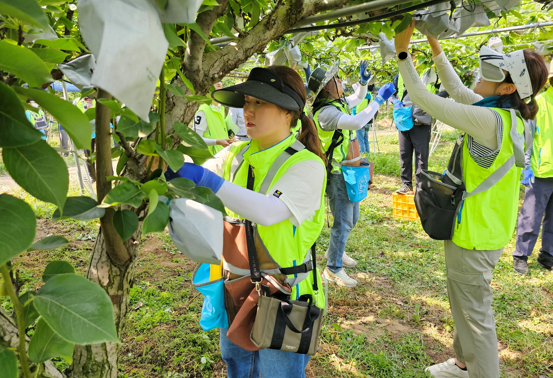 농협중앙회는 최근 가을철 농산물 수확기를 맞아 일손부족으로 어려움을 겪는 농가를 지원하고자 대대적으로 농촌일손돕기를 추진하며 인건비 절감 등 농업인 지원을 위해 노력하고 있다. 사진=농협.